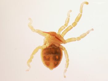 Media type: image;   Invertebrate Zoology 143922 Description: preserved specimen;